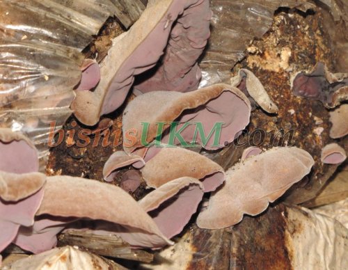 jamur-kuping4